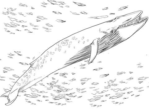 Blue Baleen Whale Coloring Page